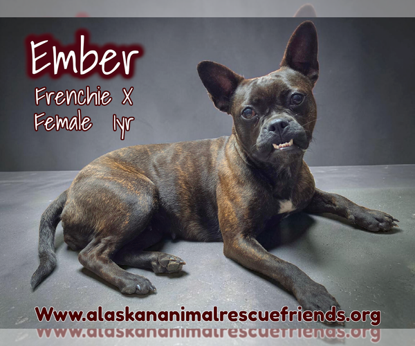 Medium Photo #1 French Bulldog-Unknown Mix Puppy For Sale in Anchorage, AK, USA