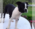 Small Boston Terrier