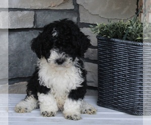 Poodle (Miniature) Puppy for sale in FREDERICKSBURG, OH, USA