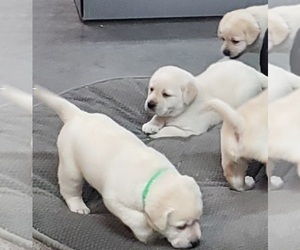 Labrador Retriever Puppy for sale in EMORY, TX, USA