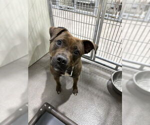 Labrador Retriever-Unknown Mix Dogs for adoption in Forestville, MD, USA