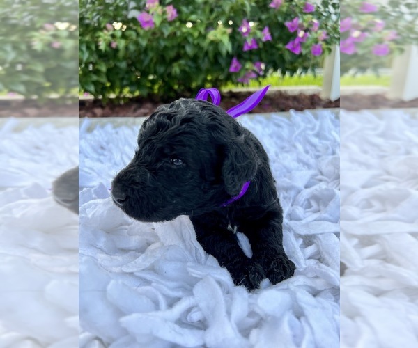 Medium Photo #7 Goldendoodle Puppy For Sale in ORLANDO, FL, USA