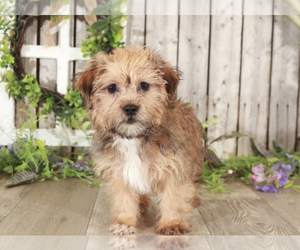 Shorkie Tzu Puppy for sale in MOUNT VERNON, OH, USA