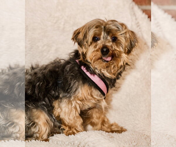 Medium Photo #4 Maltese-Unknown Mix Puppy For Sale in St. Louis Park, MN, USA