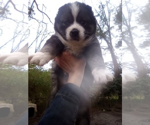 Siberian Husky Puppy for sale in FLORENCE, SC, USA