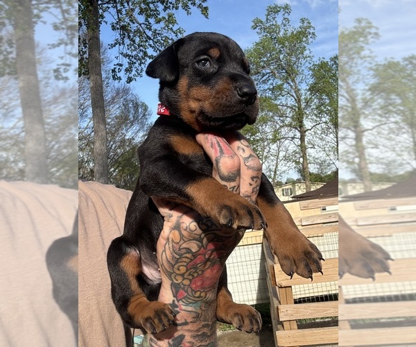 Medium Photo #3 Doberman Pinscher Puppy For Sale in NEWTON, NC, USA