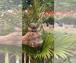 Small #7 Pomeranian