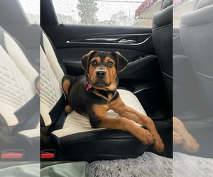 Mutt Dogs for adoption in Boston, MA, USA