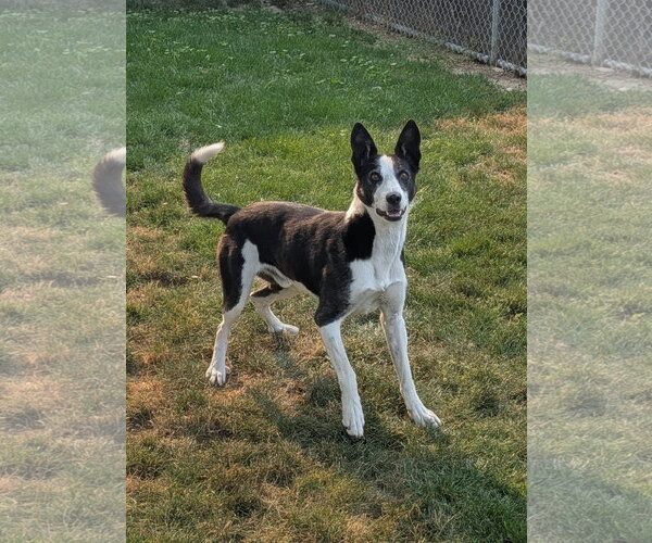 Medium Photo #3 Border Collie Puppy For Sale in Emmett, ID, USA