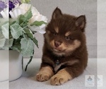 Small Photo #4 Pomsky Puppy For Sale in BURNS TWNSHP, MN, USA