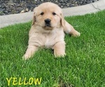 Puppy YELLOW Golden Retriever