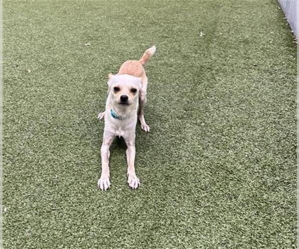 Medium Photo #2 Chihuahua Puppy For Sale in San Martin, CA, USA