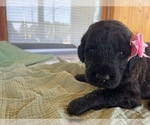 Puppy Wren Poodle (Standard)