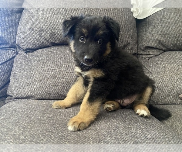 Medium Photo #20 German Shepherd Dog Puppy For Sale in YUCCA VALLEY, CA, USA