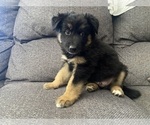 Small #19 German Shepherd Dog