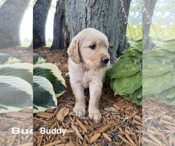 Medium Photo #3 Golden Retriever Puppy For Sale in PANA, IL, USA