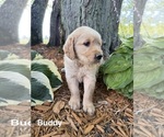 Small #2 Golden Retriever