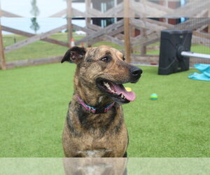 Riley - Female Mutt Dog for Adoption - Photo #3