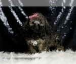 Small Photo #21 Poodle (Miniature) Puppy For Sale in WARSAW, IN, USA