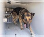 A663802 - Male German Shepherd Dog Dog for Adoption - Small photo