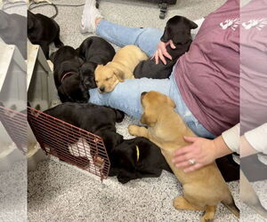 Great Dane-Rottweiler Mix Dogs for adoption in Williamsburg, IA, USA