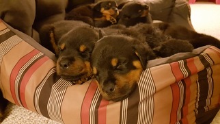 Rottweiler Puppy for sale in LANCASTER, OH, USA