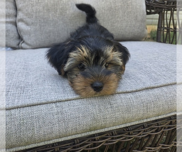 Medium Photo #21 Yorkshire Terrier Puppy For Sale in RHOADESVILLE, VA, USA