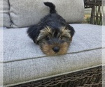 Small #20 Yorkshire Terrier