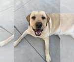 Small Photo #1 Labrador Retriever Puppy For Sale in WEST COVINA, CA, USA