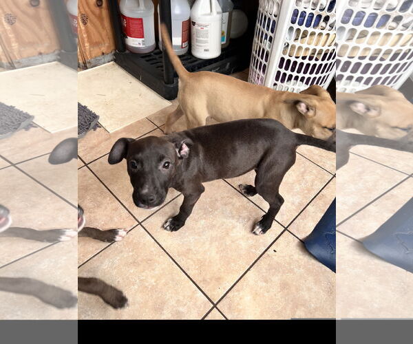 Medium Photo #2 American Staffordshire Terrier-Unknown Mix Puppy For Sale in Tracy City, TN, USA