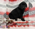 Small Photo #7 Labrador Retriever Puppy For Sale in MERIDEN, KS, USA