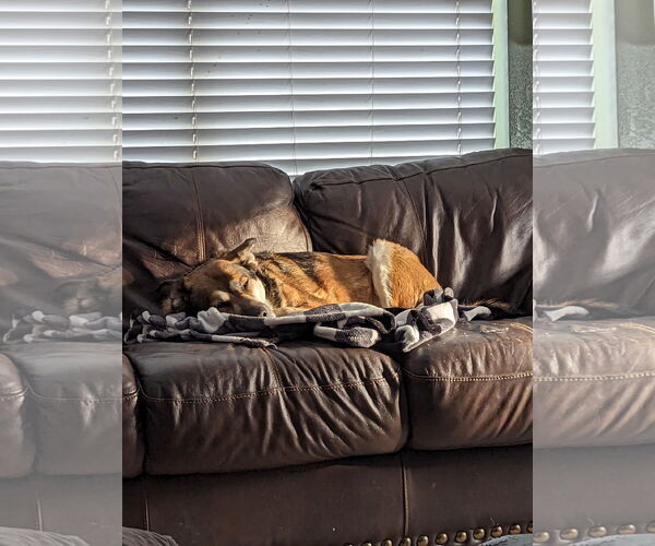 Medium Photo #5 German Shepherd Dog-Unknown Mix Puppy For Sale in Fort Collins, CO, USA