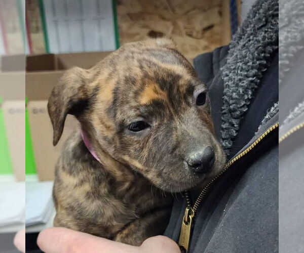 Medium Photo #4 Mutt Puppy For Sale in Fargo, ND, USA