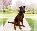 Small Labrador Retriever Mix