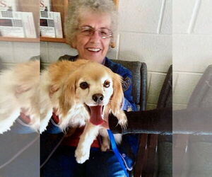 Cocker Spaniel-Unknown Mix Dogs for adoption in Middlesex, NC, USA