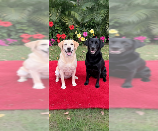 Medium Photo #6 Labrador Retriever Puppy For Sale in Weston, FL, USA