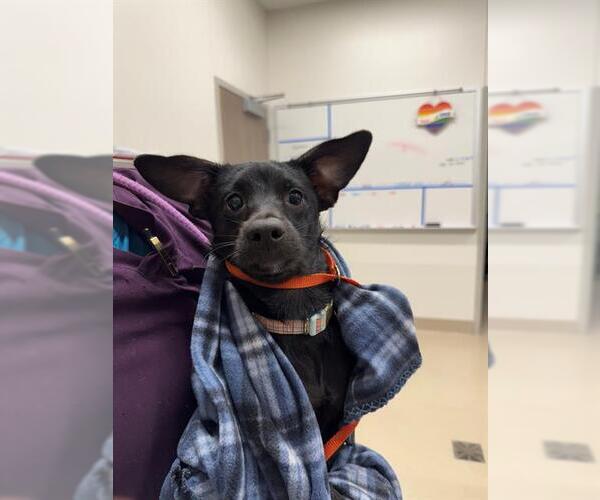 Medium Photo #1 Chihuahua Puppy For Sale in Baytown, TX, USA