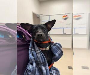 Chihuahua Dogs for adoption in Baytown, TX, USA