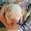 Small Photo #131 Dogo Argentino Puppy For Sale in JANE, MO, USA