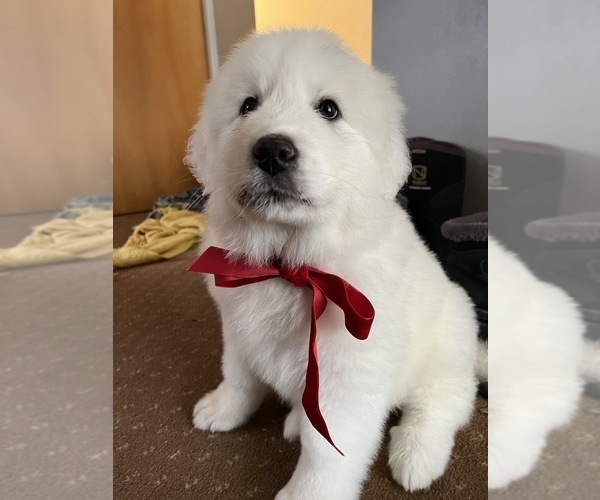 Medium Photo #27 Anatolian Pyrenees Puppy For Sale in CULDESAC, ID, USA