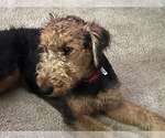 Small Photo #5 Airedale Terrier Puppy For Sale in NEWTON, IA, USA