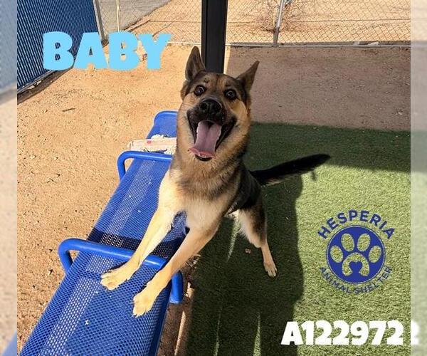 Medium Photo #1 German Shepherd Dog Puppy For Sale in HESPERIA, CA, USA