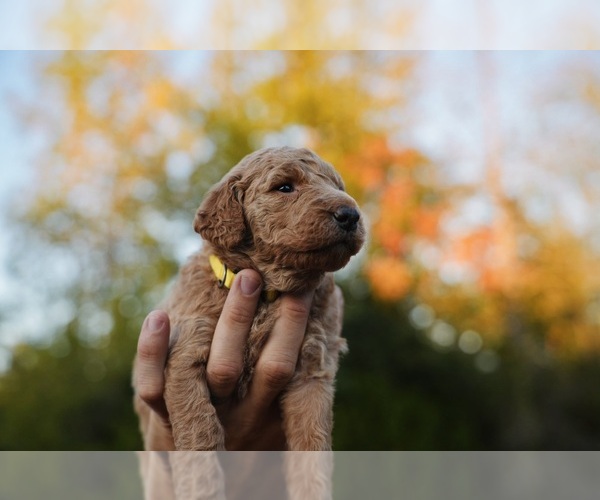 Medium Photo #41 Goldendoodle (Miniature) Puppy For Sale in DALLAS, OR, USA