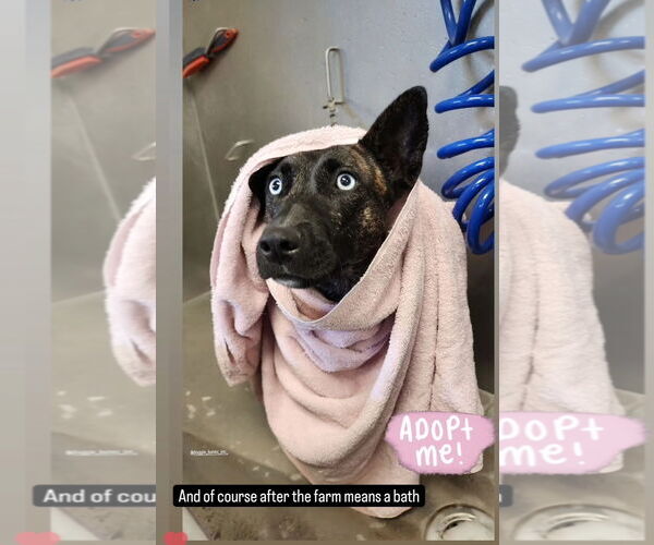 Medium Photo #4 Holland Shepherd-Unknown Mix Puppy For Sale in San Juan Capistrano, CA, USA