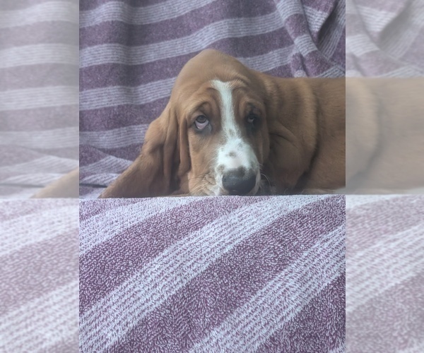 Medium Photo #14 Basset Hound Puppy For Sale in HILLSBORO, TX, USA