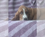 Puppy Cypress Basset Hound