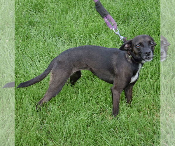 Medium Photo #3 Italian Greyhuahua Puppy For Sale in Huntley, IL, USA