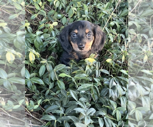 Medium Photo #2 Dachshund Puppy For Sale in NILES, MI, USA