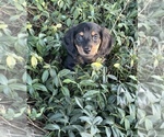 Small #1 Dachshund