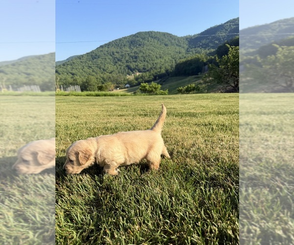 Medium Photo #6 Golden Retriever Puppy For Sale in ARARAT, VA, USA